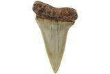 Fossil Broad-Toothed Mako Shark Tooth - North Carolina #235211-1